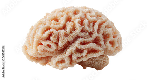 Conceptual image of a large stone in the shape of the human brain
