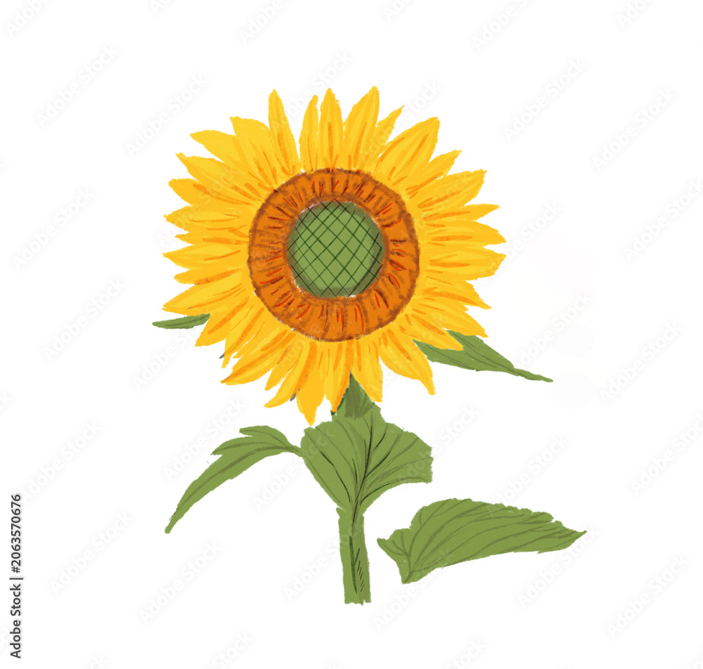Obraz premium Beautiful Yellow Sunflower Hand Painted Floral Illustration with Green Leaves
