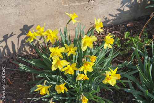 Bright yellow daffodil flowers blooming in a garden during spring. Fresh narcissus blossoms illuminated by sunlight
