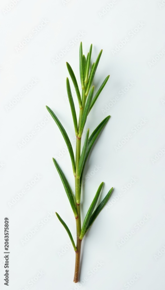 Obraz premium Thin twig of rosemary against white background, rosemary stem, botanical image, garden decoration