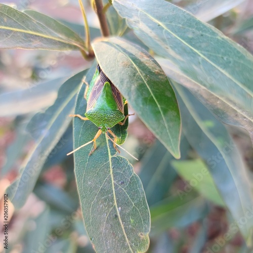 Obraz na plátně Green shield bug (Edessa sp