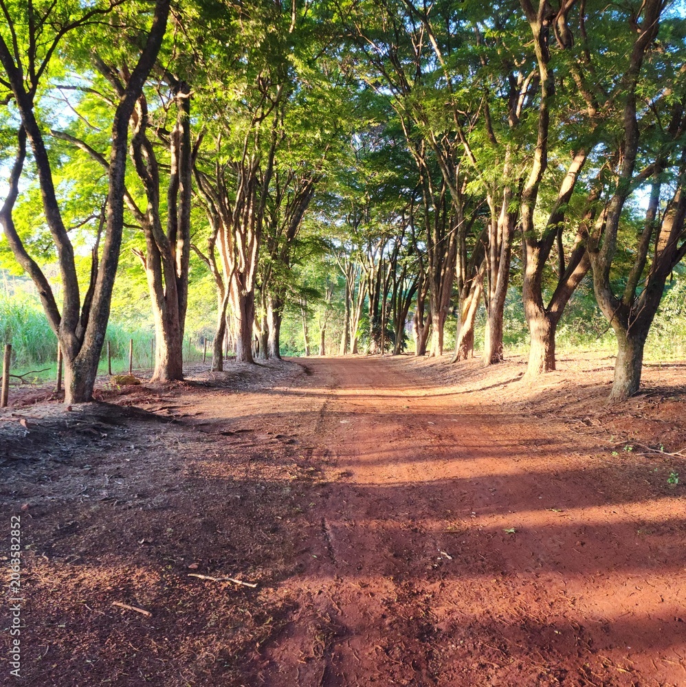 Obraz premium Dirt road through a green forest canopy, trees lining the path with sunlight filtering through the leaves, nature landscape.