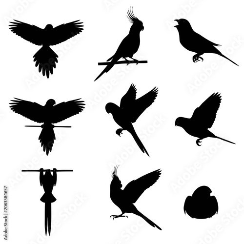 Set of 9 Domestic Pet Bird Vector Silhouettes in Flight and Perched Poses