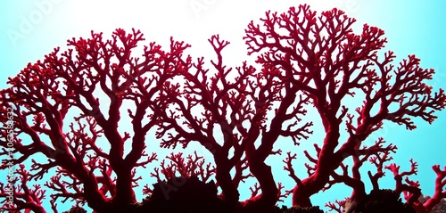 Intricate silhouettes of diverse coral branching patterns against a bright background,  polyp,  ocean