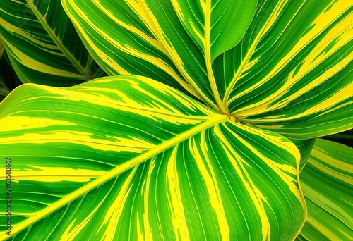 Large vibrant green and yellow banana leaf with striking variegation,  leaves,   organic