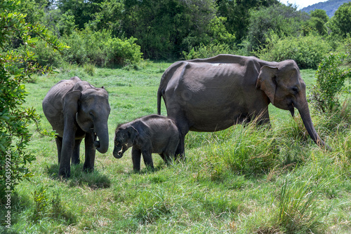 HABARANA, SRI LANKA - JUNE 09, 2026 : A group of wild elephants graze on lush grass within Minneriya National Park in central Sri Lanka.