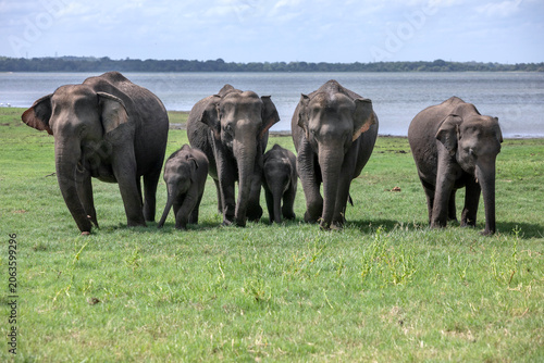 HABARANA, SRI LANKA - JUNE 09, 2026 : A herd of wild elephants graze on lush grass next to Minneriya Tank (lake) within Minneriya National Park in central Sri Lanka.