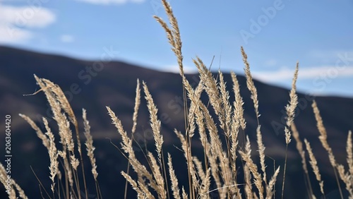 Cuadro en lienzo Close-up of tall grass plants growing on a hillside