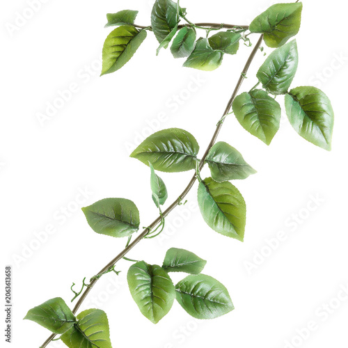 Artificial rose branch with vibrant green leaves and delicate tendrils isolated on white background