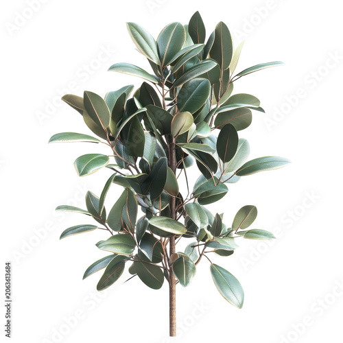 Ficus elastica plant with glossy green leaves and brown stem indoor decorative plant isolated on white background