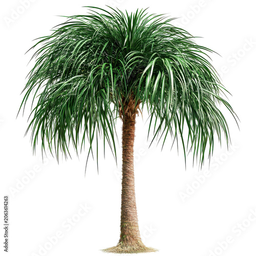 Lush green palm tree with long flowing fronds and textured trunk isolated on white background