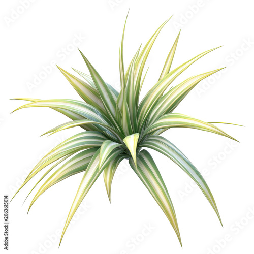 Vivid green and white striped dracaena plant with pointed leaves isolated on white background
