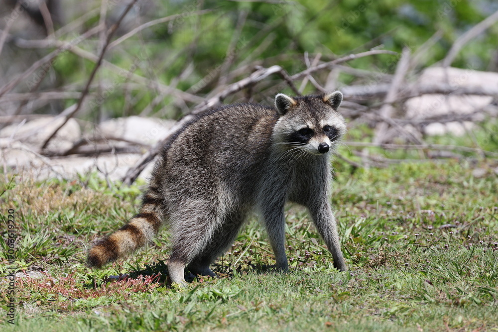 Obraz premium Raccoon stopped and looking at the camera with his masked face