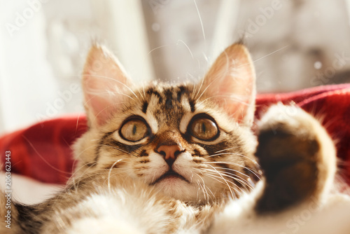Fotografie Tabby cat lay loose, lounging comfortably at the window on a sunny winter day