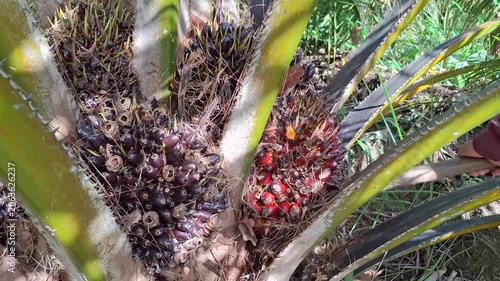 A detailed close-up shot of fresh and ripe oil palm fruit bunches (FFB) growing on a palm tree, ready for harvesting in a plantation.