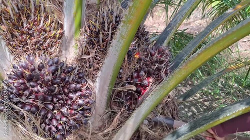 A worker uses a long-handled sickle or specialized harvesting tool to cut a ripe oil palm fruit bunch from the tree in a plantation.