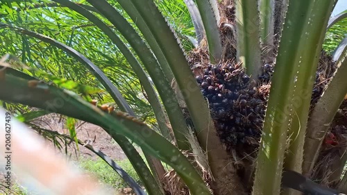 A low angle shot showcasing a dark oil palm fruit bunch nestled between green fronds on a palm tree at a sunny plantation.