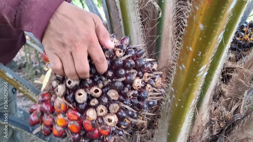 Close-up of an agricultural worker's hands inspecting a dark, unripened oil palm fruit bunch on a palm tree inside a tropical plantation.