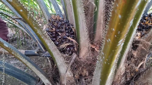 A focused shot of an oil palm fruit bunch tucked inside the tree trunk with a harvesting tool visible in the background on a plantation.