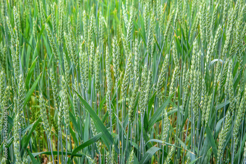 Green wheat field in spring. Young cereal crop growing on farm. Agriculture and food production concept.