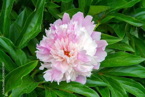 A large light pink peony flower with green leaves.