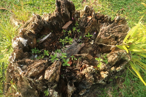 A deeply weathered tree stump, an ancient relic, proudly cradles vibrant green seedlings, beautifully symbolizing nature's enduring resilience and the continuous cycle of renewal