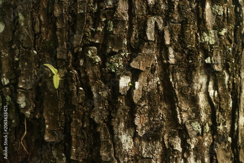 Detailed close-up texture of rough tree bark, showcasing the intricate patterns and natural imperfections with a small green sprout emerging, highlighting resilience and growth