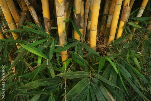 Golden Bamboo Stalks with Lush Green Leaves in a Tropical Forest, a Vibrant Natural Scene