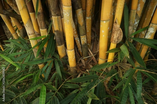 Golden Bamboo Stalks with Lush Green Leaves in a Tropical Forest, a Vibrant Natural Scene