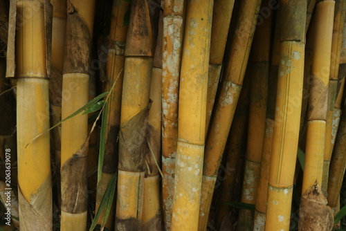 A Close-Up View of Natural Golden Bamboo Stems Clustered Together in a Dense Tropical Forest Setting Creating an Organic Texture Background