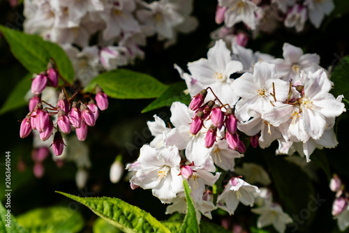 Shrub with beautiful white and pink full flowers Deutzia