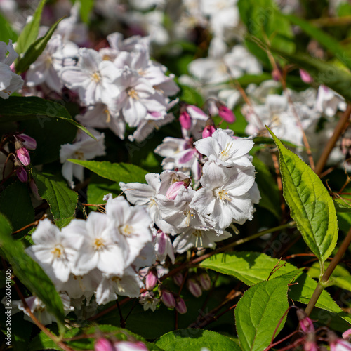 Shrub with beautiful white and pink full flowers Deutzia