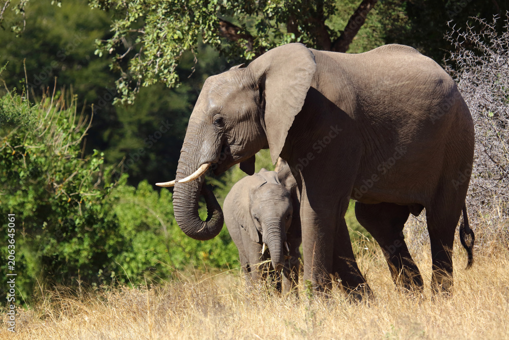 Fototapeta premium Afrikanischer Elefant / African elephant / Loxodonta africana
