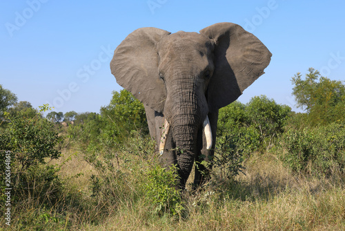 Canvastavla Afrikanischer Elefant / African elephant / Loxodonta africana