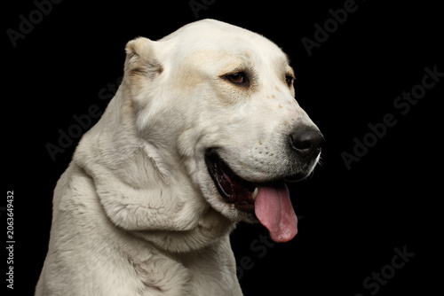 Close-up Portrait of Central Asian Shepherd or Alabai, White Dog on Isolated Black Background