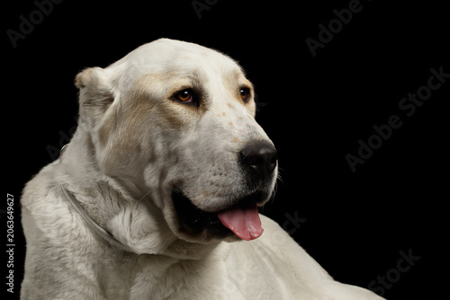 Close-up Portrait of Central Asian Shepherd or Alabai, White Dog on Isolated Black Background