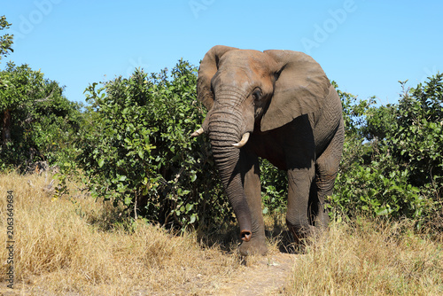 Canvas Print Afrikanischer Elefant / African elephant / Loxodonta africana