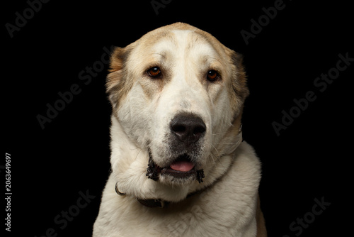 Close-up Portrait of Central Asian Shepherd or Alabai, White Dog on Isolated Black Background