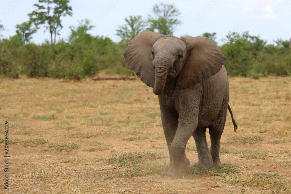 Fototapeta premium Afrikanischer Elefant / African elephant / Loxodonta africana