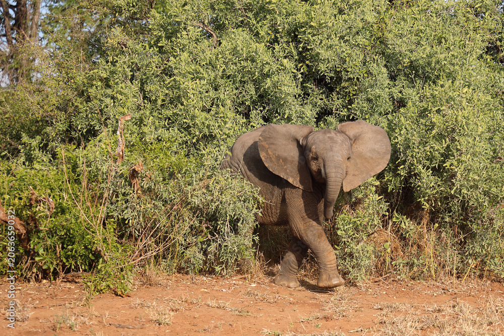 Obraz premium Afrikanischer Elefant / African elephant / Loxodonta africana