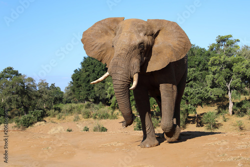 Photography Afrikanischer Elefant / African elephant / Loxodonta africana