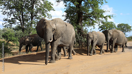 Photography Afrikanischer Elefant / African elephant / Loxodonta africana