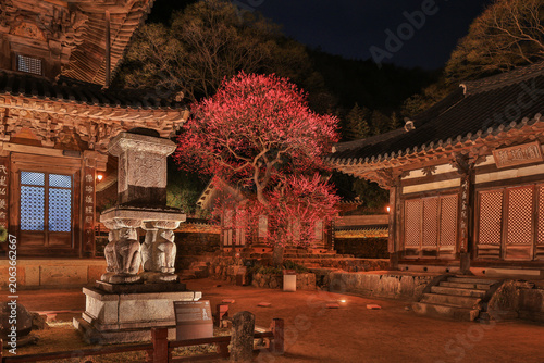Fotografie Beautiful night view of Hwaeomsa Temple with lit up red plum blossom and ancient