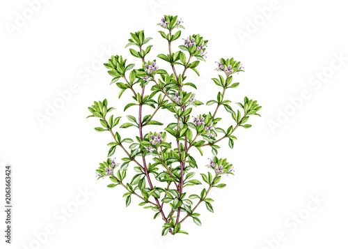 Fotografie Watercolor thyme twig with delicate purple blossoms and fresh green foliage isolated on background