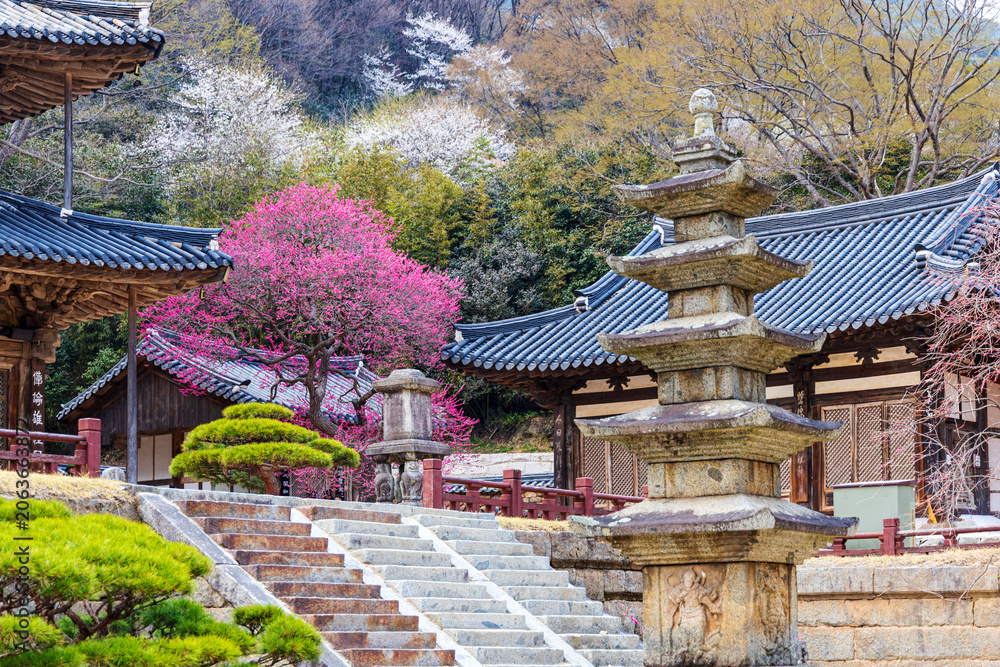 Fototapeta premium Ancient stone pagoda and stone stairs with vibrant pink plum blossom in full bloom at Hwaeomsa Temple in Gurye South Korea Spring season