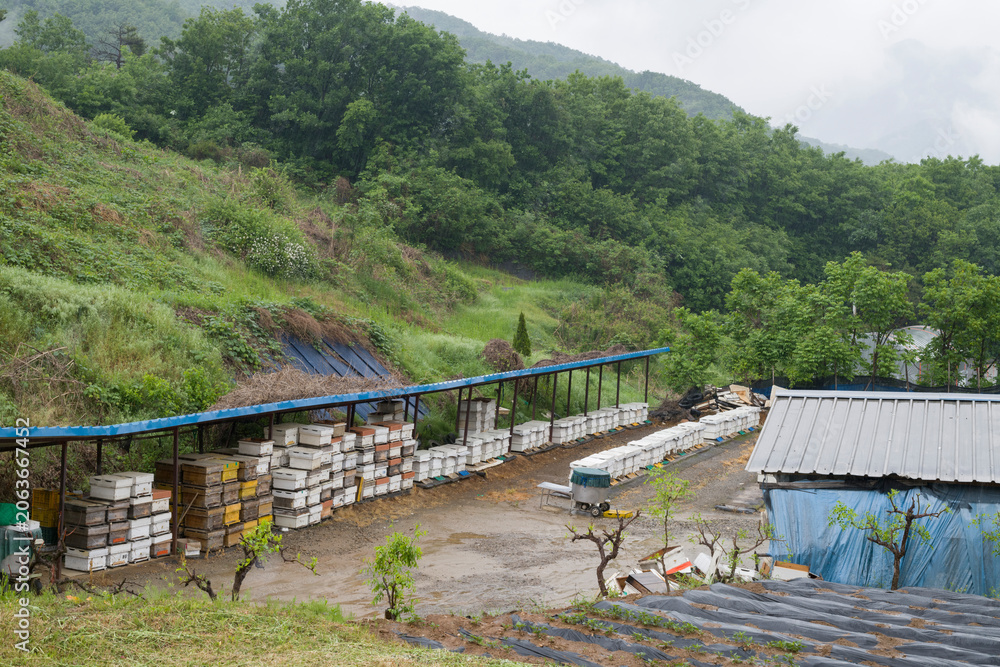 Fototapeta premium Korean honeybee farms 한국의 꿀벌농가