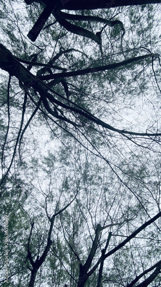 Obraz premium Tall Tree Trunk Silhouette Against Bright Canopy Sky