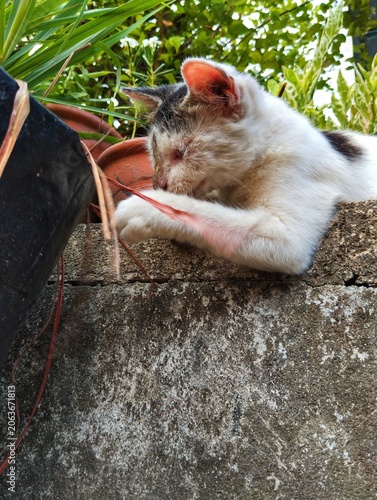Playful cat playing in the garden.