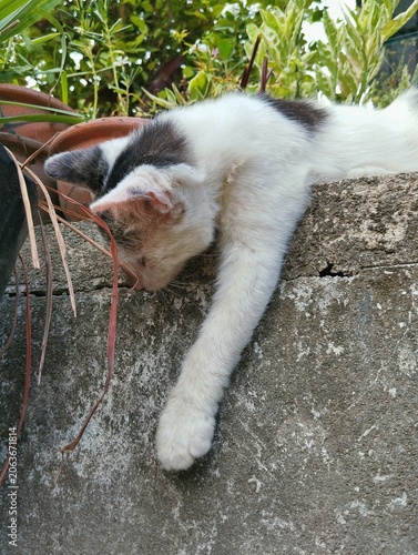 Playful cat playing in the garden.
