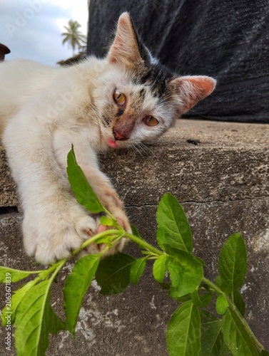 Playful cat playing in the garden.